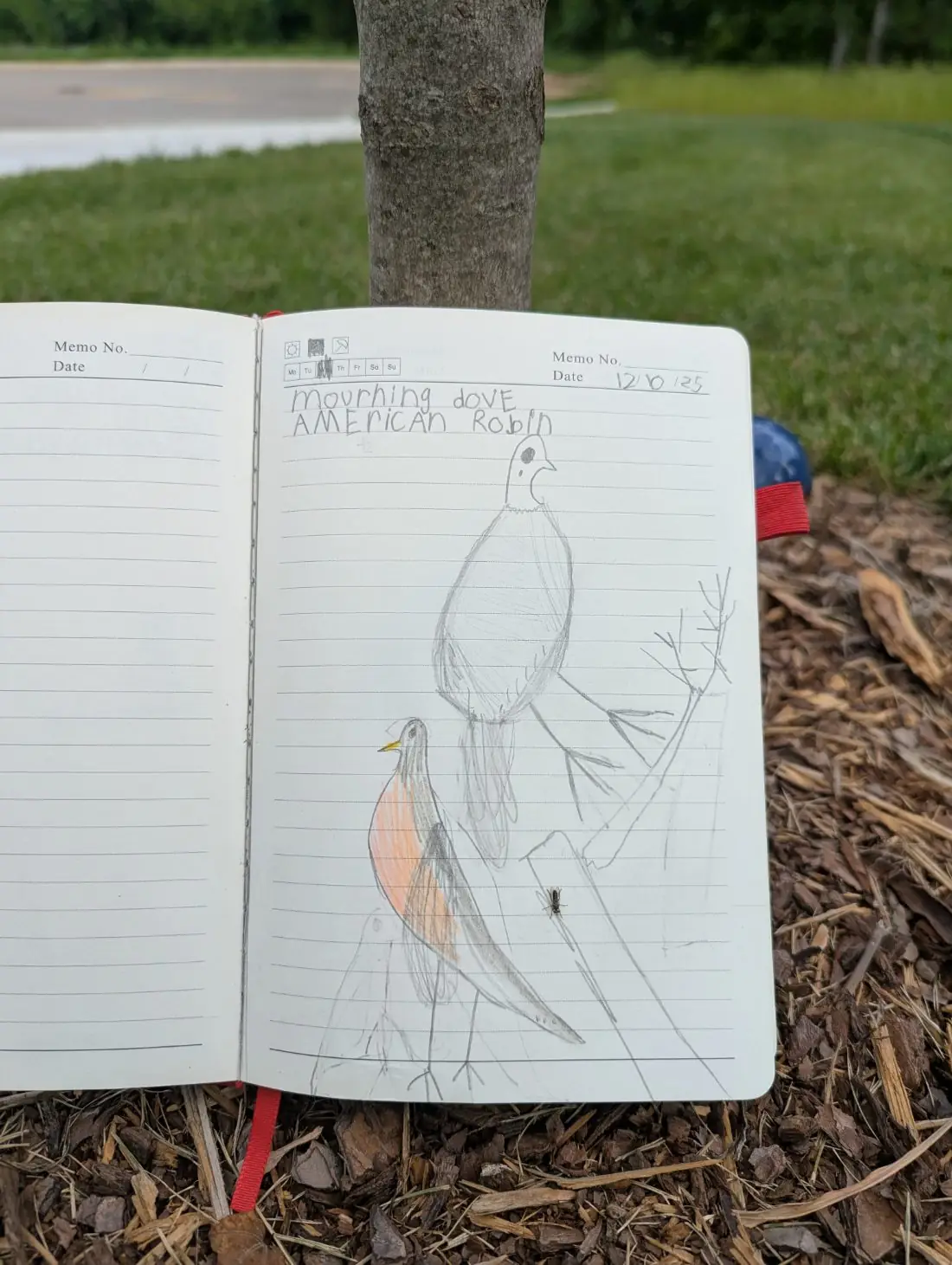 Student nature journal: Birds