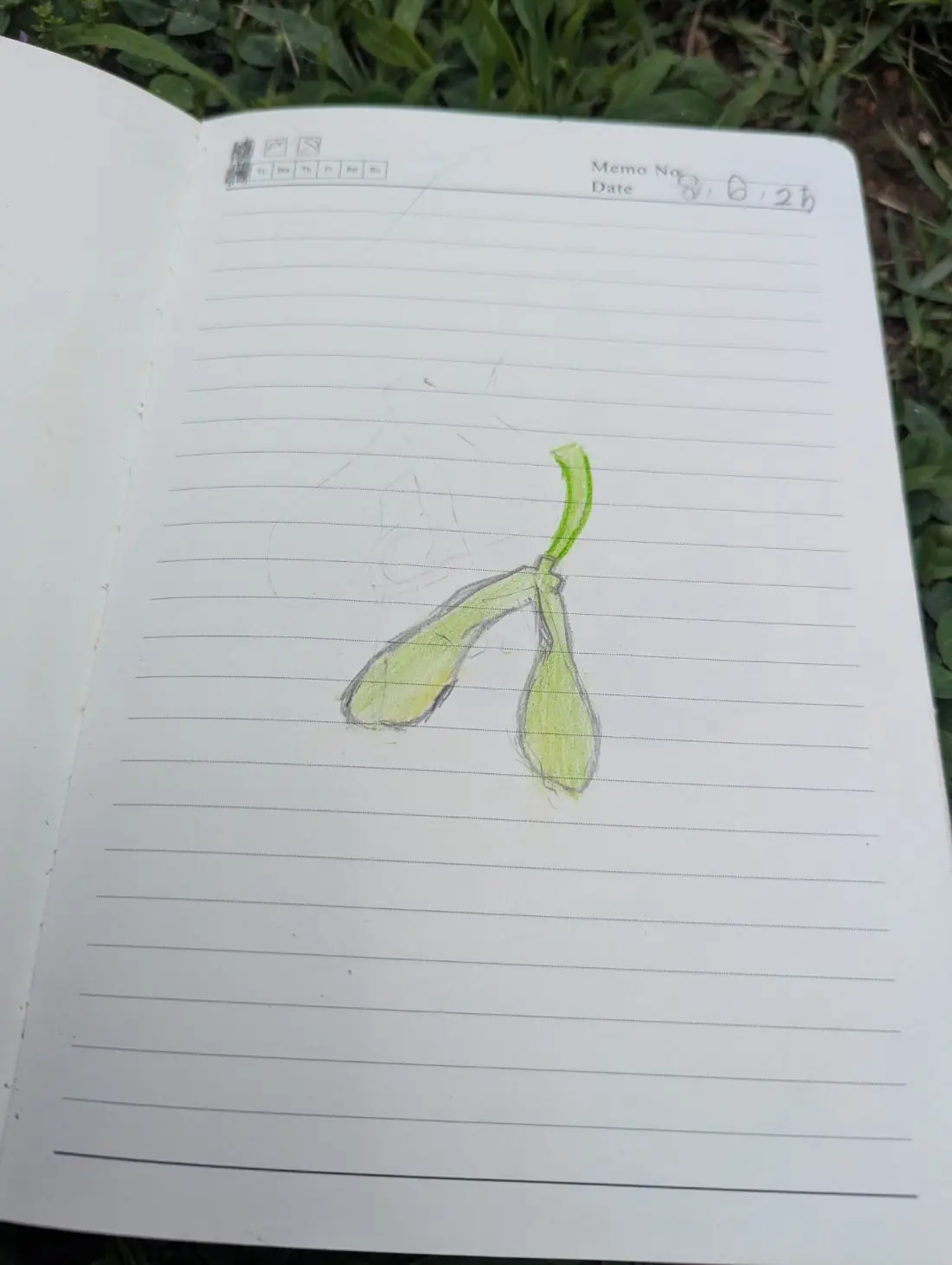 Student nature journal: Samara Seed · Botany