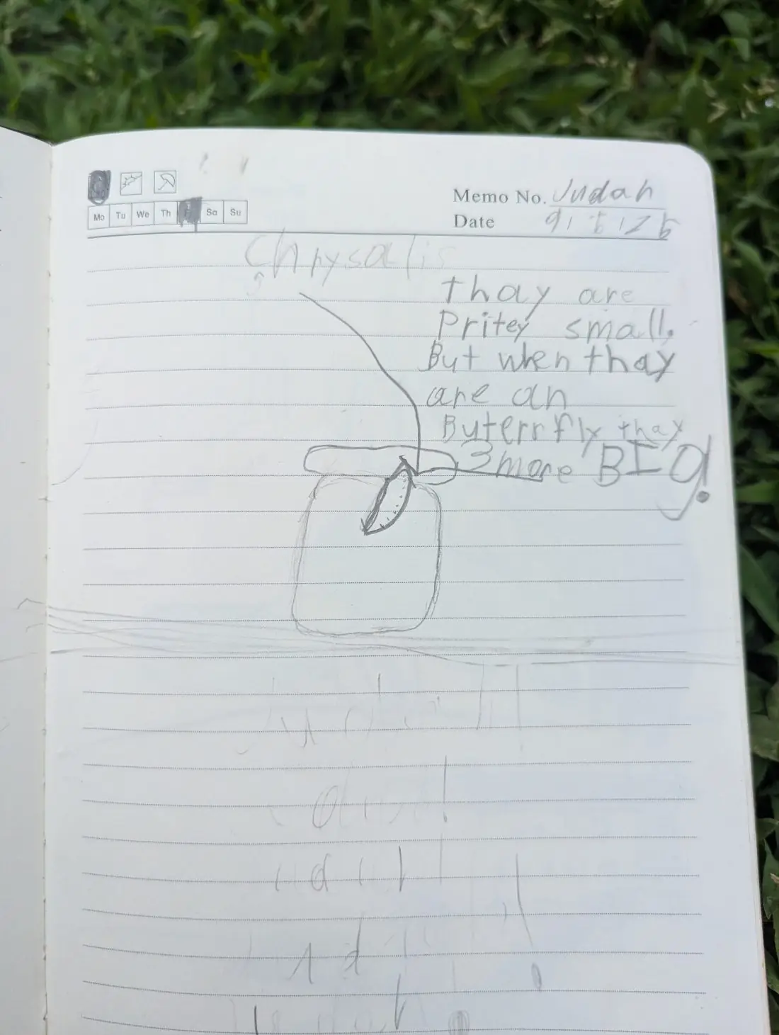 Student nature journal: Chrysalis · Metamorphosis